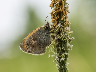 Entomologové chválí krkonošskou péči o louky