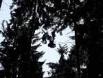 Vyproštění uvízlého paraglisty ze stromu na Komárově