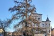Modřín před turnovskou knihovnou před ošetřením