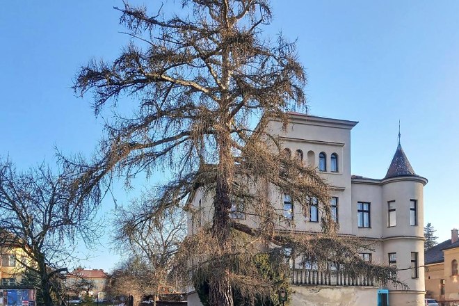Modřín před turnovskou knihovnou před ošetřením
