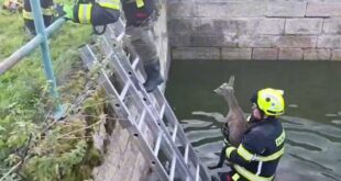 Semilští hasiči zachránili srnku uvízlou v nádrži